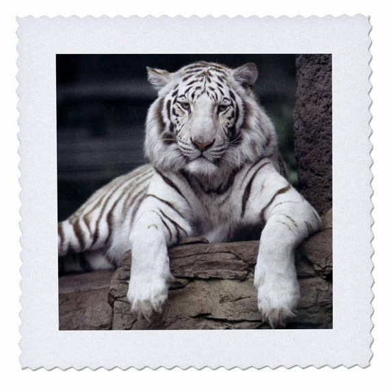 3dRose, White tiger at the Sacramento Zoo, California - US05 TAU0014 - Tananarive Aubert, 12x12 inch quilt square
