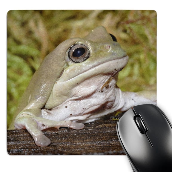 3dRose, Whites Dumpy Frog, Litoria caerulea - NA02 AJE0362 - Adam Jones, MousePad