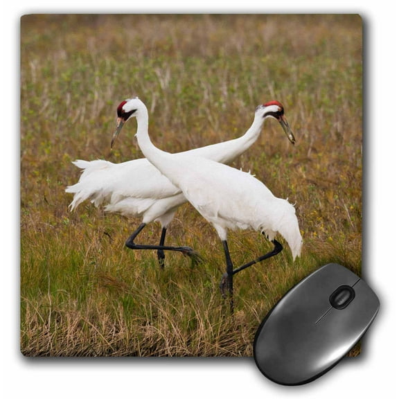 3dRose, Whooping Crane, Grus americana, pair feeding, Texas, USA, MousePad