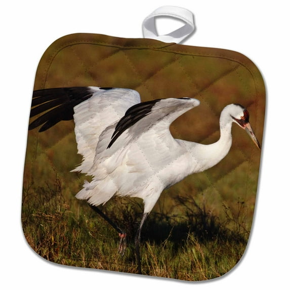 3dRose, Whooping Crane bird, Aransas Refuge, Texas, USA - US44 LDI0620 - Larry Ditto, 8x8 Potholder