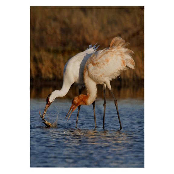 3dRose, Whooping Crane bird, Aransas Refuge, Texas, USA - US44 LDI0624 - Larry Ditto, 22x30 Bath Hand Pool Towel