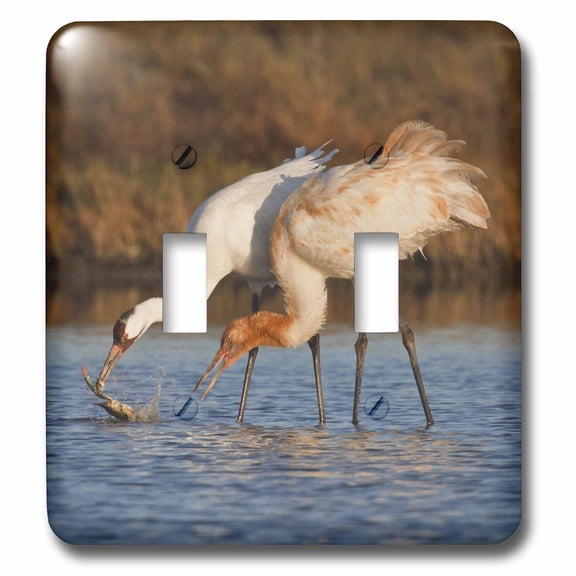 3dRose, Whooping Crane bird, Aransas Refuge, Texas, USA - US44 LDI0624 - Larry Ditto, double toggle switch