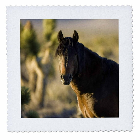 3dRose, Wild Mustang horse, Spring Mountain range, Nevada - US29 MPR0020 - Maresa Pryor, 6x6 inch quilt square
