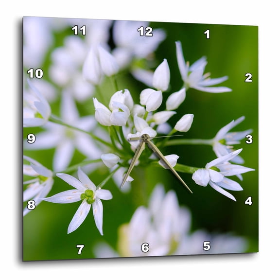 3drose, Wild Garlic. Germany, 10x10 Wall Clock