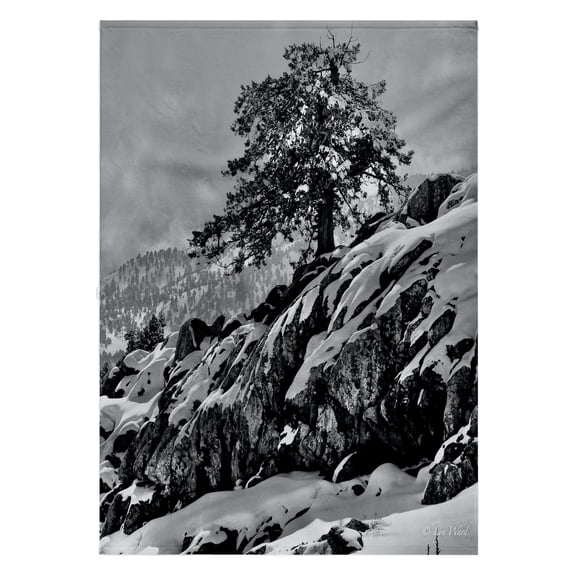 3dRose, Winter Season Monochrome Photograph Of Pine Trees And Snow, 22x30 Bath Hand Pool Towel