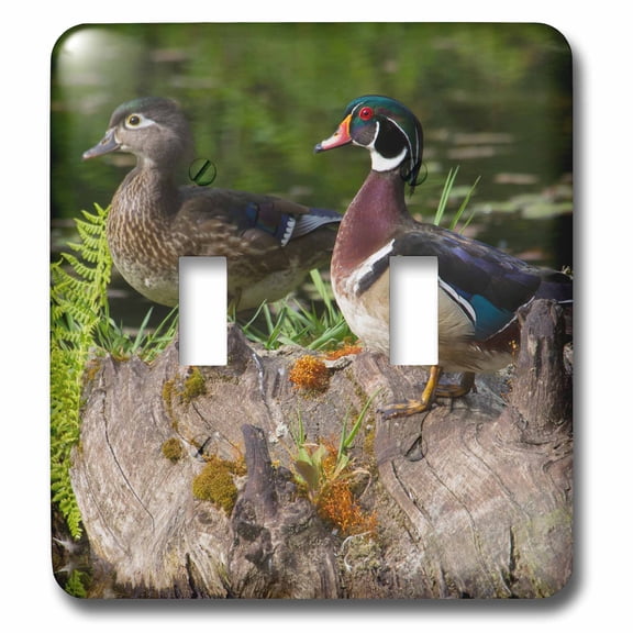 3dRose, Wood Duck Pair, double toggle switch