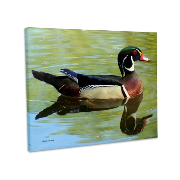 3dRose, Wood Duck Reflections - Photography, Museum Grade Canvas Wrap 10x8