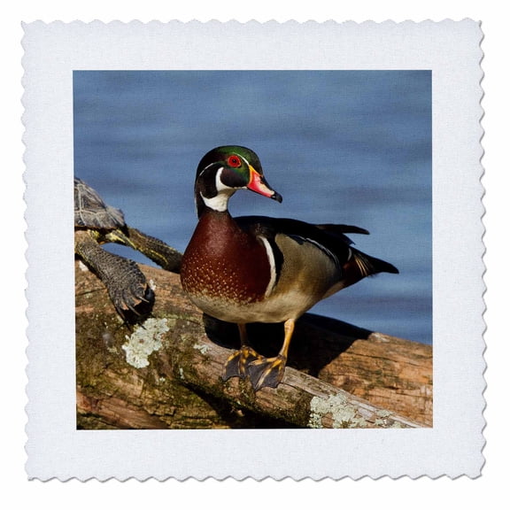 3dRose, Wood Duck and Slider turtle on log in wetland, Marion, Illinois, USA., 8x8 inch quilt square