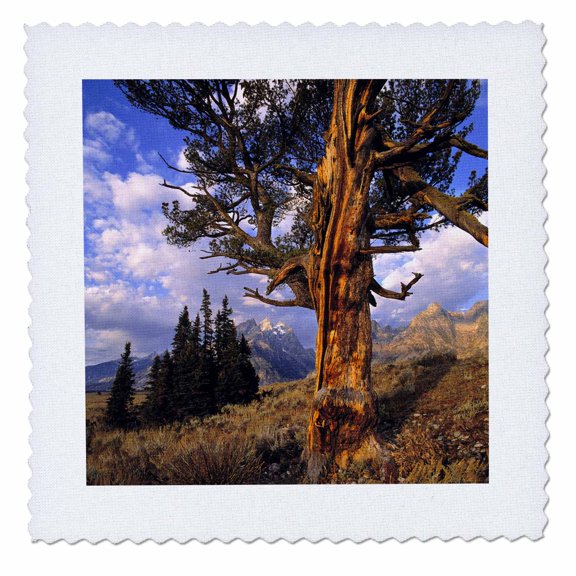 3dRose, Wyoming, Grand Teton NP, Old cypress tree - US51 RER0022 - Ric Ergenbright, 12x12 inch quilt square
