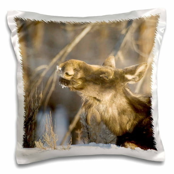 3dRose, Wyoming, Jackson Hole, female moose - US51 DSR0014 - Daniel Schreiber, 16x16 inch Pillow Case