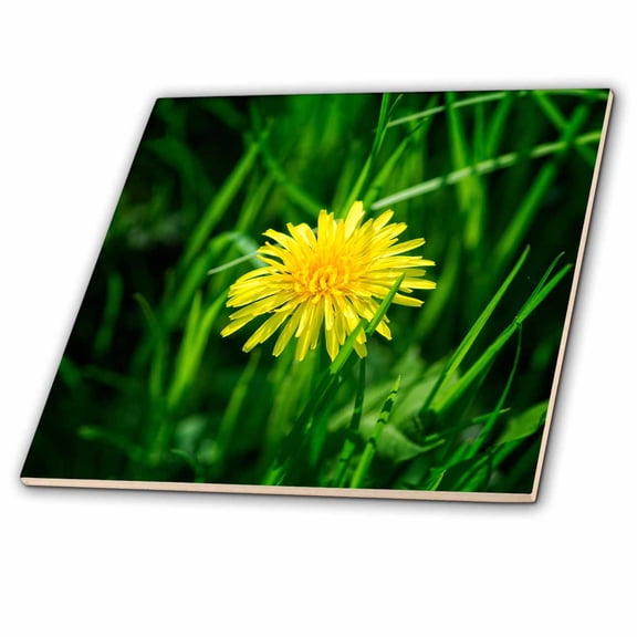3dRose, Yellow dandelion flower, green grass, 8 Inch Ceramic Tile