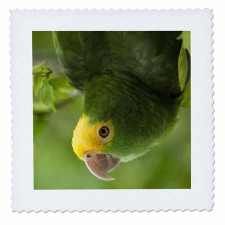 3dRose, Yellow-headed Amazon Parrot, Tropical bird, Belize - SA02 POX0118 - Pete Oxford, 12x12 inch quilt square