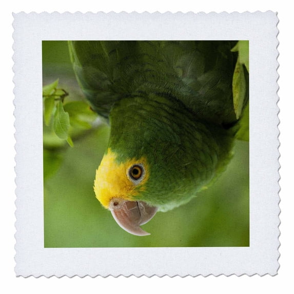 3dRose, Yellow-headed Amazon Parrot, Tropical bird, Belize - SA02 POX0118 - Pete Oxford, 12x12 inch quilt square