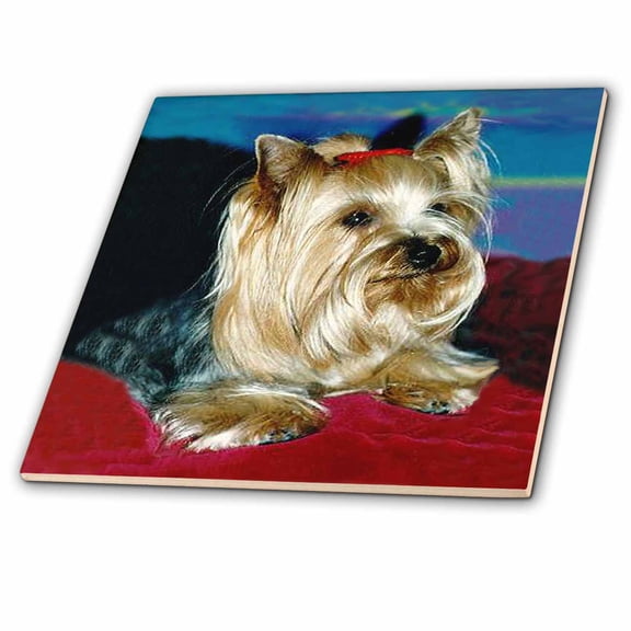 3dRose, Yorkshire Terrier, 4 Inch Ceramic Tile