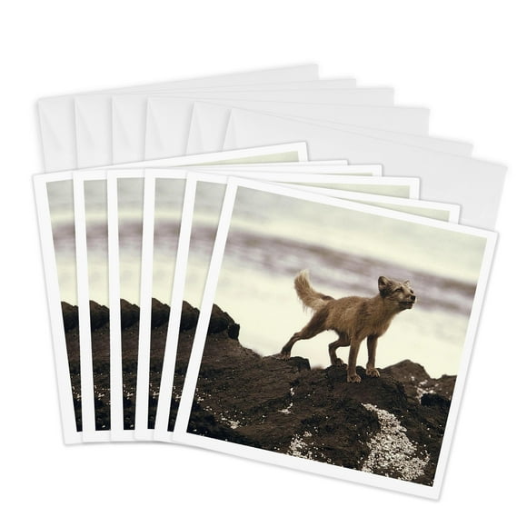 3dRose, Young Artic Wolf, 6 Greeting Cards with envelopes