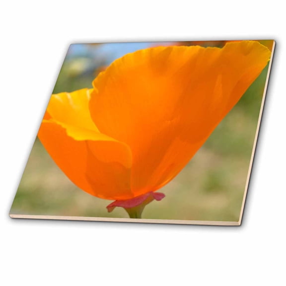 3dRose, california poppy, 6 Inch Ceramic Tile