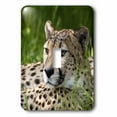 thumbnail image 1 of 3dRose, cheetah, single toggle switch, 1 of 1