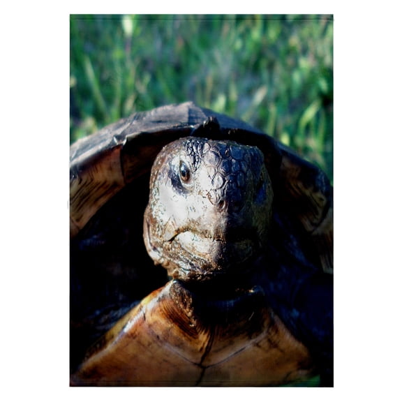 3dRose, gopher tortoise closeup head, 22x30 Bath Hand Pool Towel
