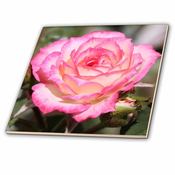 3dRose, romantic rose, 12 Inch Ceramic Tile
