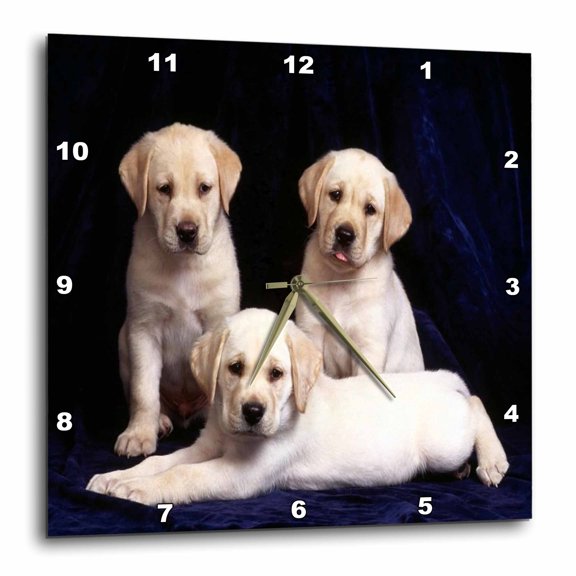 3drose, 3 Yellow Labs Portrait, 10x10 Wall Clock