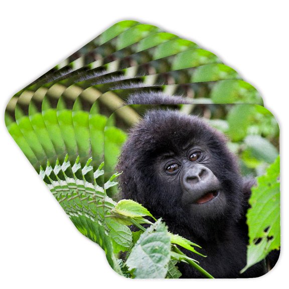 3drose, Africa, Rwanda, Volcanoes Np. Adorable Young Mountain Gorilla., Set of 8 Coasters - Soft