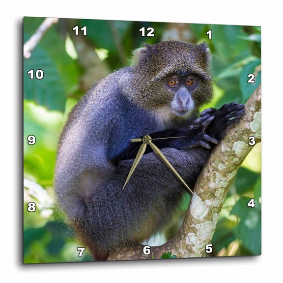 3drose, Africa. Tanzania. Blue Monkey Sitting in a Tree at Arusha Np., 15x15 Wall Clock