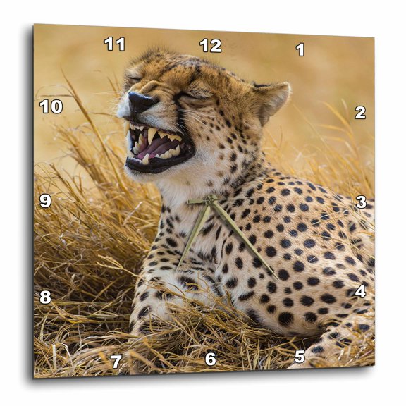 3drose, Africa. Tanzania. Cheetah Yawning on the Plains of the Serengeti., 10x10 Wall Clock