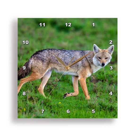 3drose, Africa. Tanzania. Golden Jackal, Canis Aureus, Serengeti Np., 10x10 Wall Clock