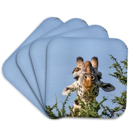 3drose, Africa, Tanzania, Serengeti. Maasai Giraffe with Red-billed Oxpecker., Set of 4 Coasters - Cork
