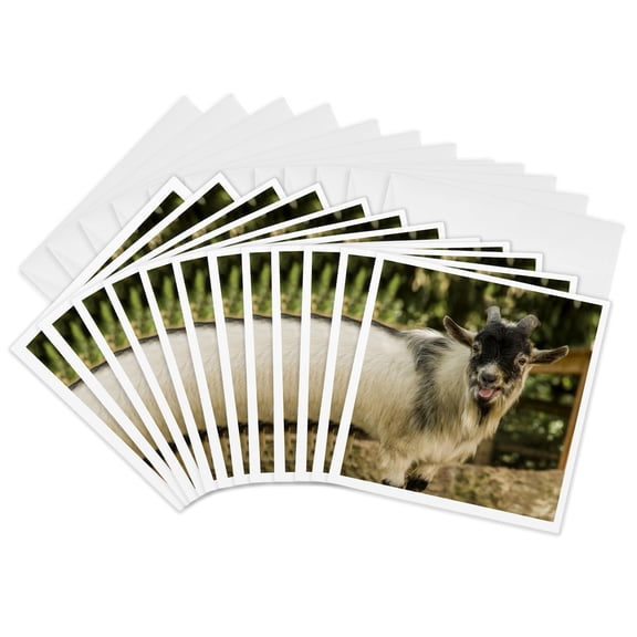 3drose, African Pygmy Goat Calling., 12 Greeting Cards with Envelopes