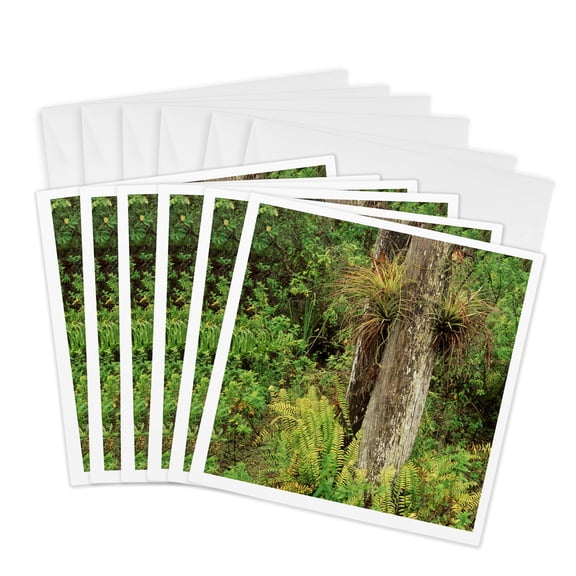 3drose, Air Plants, Boston Ferns, Everglades, Florida, Usa - Us10 Aje0268 - Adam Jones, 6 Greeting Cards with Envelopes