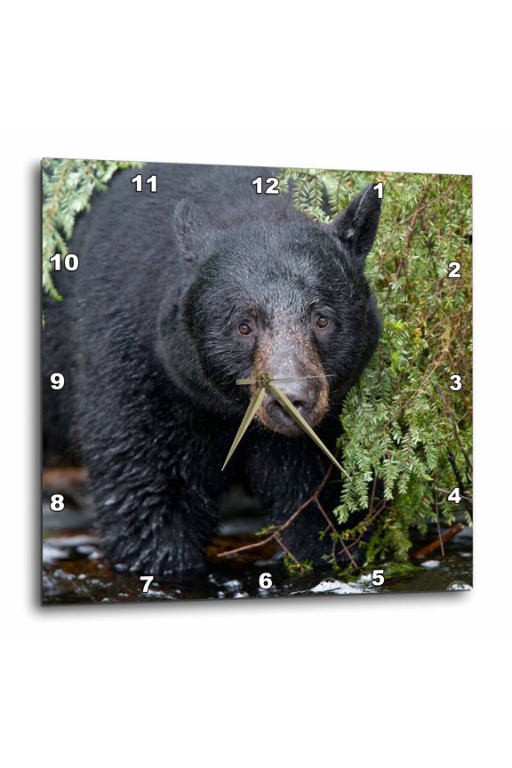 , Alaska, Kake, Black Bear, Chum Salmon Fish - Us02 Pso0773 - Paul Souders, 13x13 Wall Clock