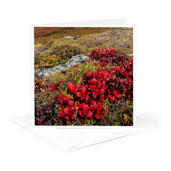 3drose, Alaska, Noatak National Preserve. Alpine Bearberry in Autumn Colors., 1 Greeting Card with Envelope