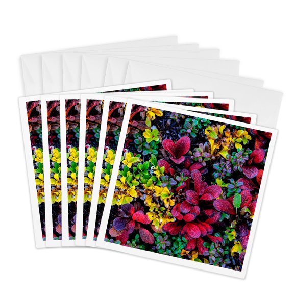 3drose, Alaska, Noatak National Preserve. Alpine Bearberry on Arctic Tundra., 6 Greeting Cards with Envelopes