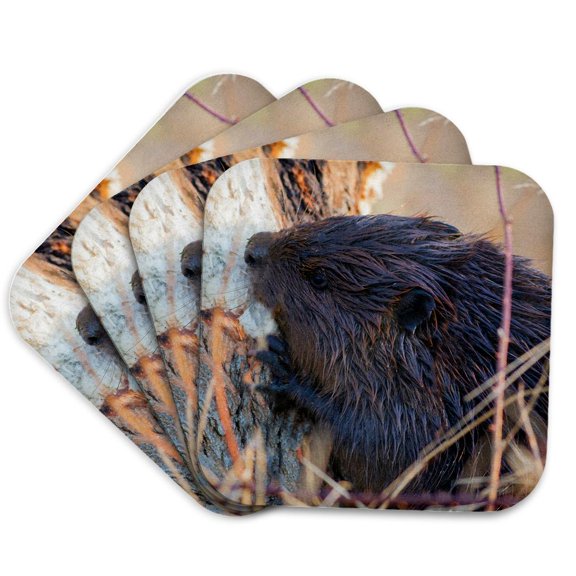 3drose, American Beaver Chewing down Tree, Set of 4 Coasters - Soft
