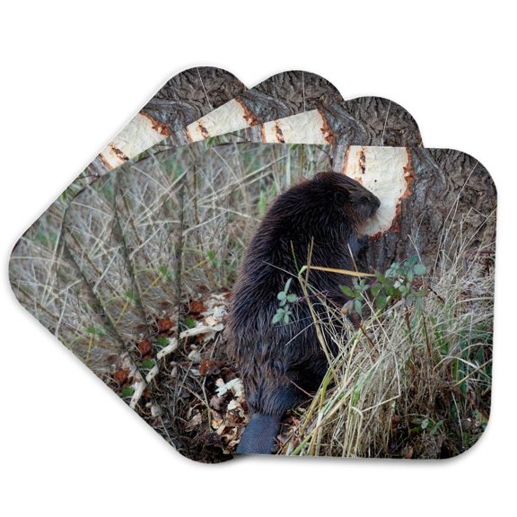 3drose, American Beaver Gnawing on Tree, Set of 4 Coasters - Soft