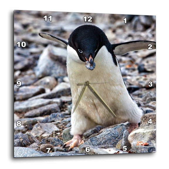3drose, Antarctica. Adelie Penguin Gathers a Pebble for a Nest., 15x15 Wall Clock