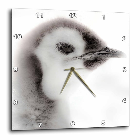 3drose, Antarctica. Close-up of an Emperor Penguin Chick., 15x15 Wall Clock
