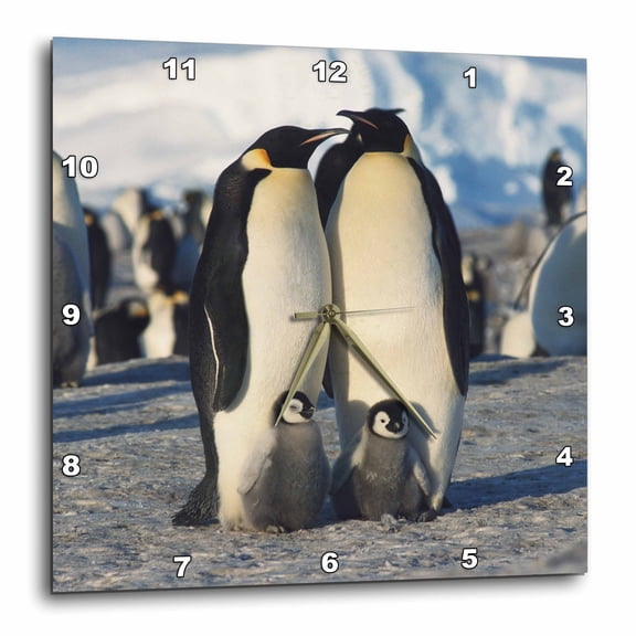 3drose, Antarctica, Herd of Emperor Penguins in Winter, 10x10 Wall Clock