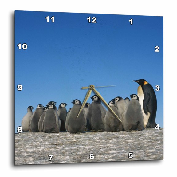3drose, Antarctica, Herd of Emperor Penguins in Winter, 15x15 Wall Clock