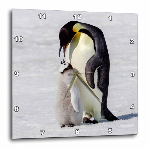 3drose, Antarctica, Snow Hill. Emperor Penguin Chick Tended by Its Parent., 15x15 Wall Clock