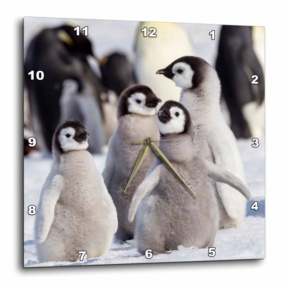 3drose, Antarctica, Snow Hill. Emperor Penguin Chicks Huddle Together, 15x15 Wall Clock