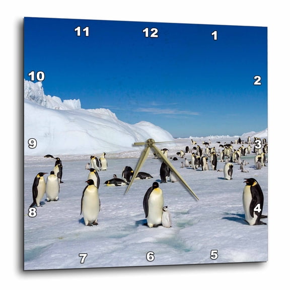 3drose, Antarctica, Snow Hill. Emperor Penguin Rookery on Pack Ice, 15x15 Wall Clock