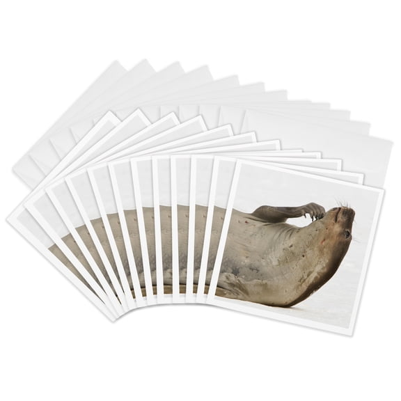 3drose, Antarctica. Young Elephant Seal Scratches Chin, 12 Greeting Cards with Envelopes