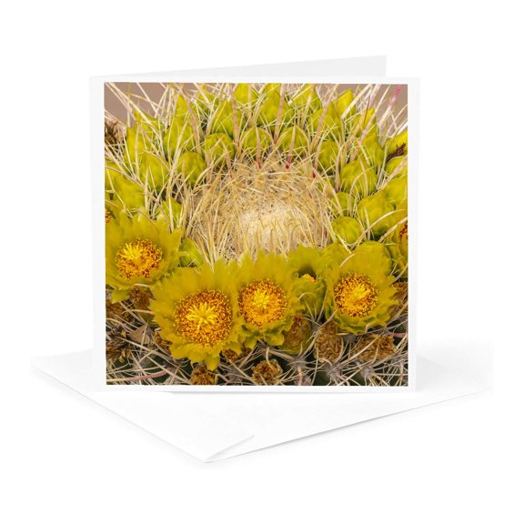 3drose, Anza Borrego Desert State Park, Ca. Beavertail Cactus Blossom., 1 Greeting Card with Envelope