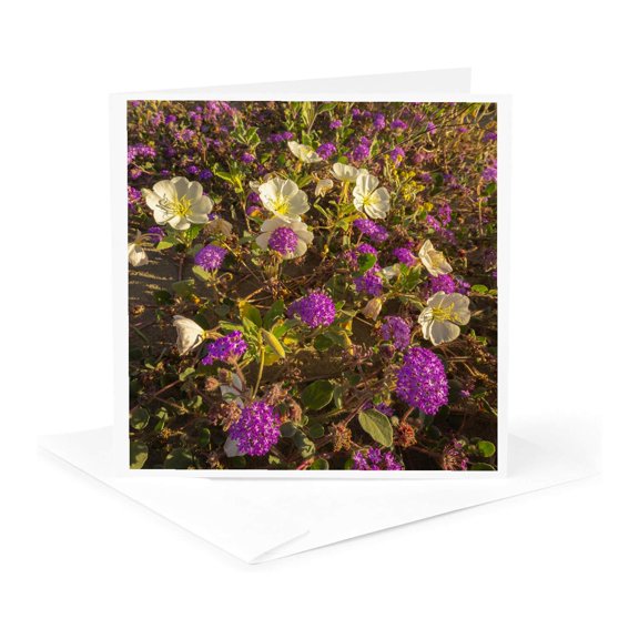 3drose, Anza Borrego Desert State Park, Ca. Blooming Beavertail Cactus, 1 Greeting Card with Envelope