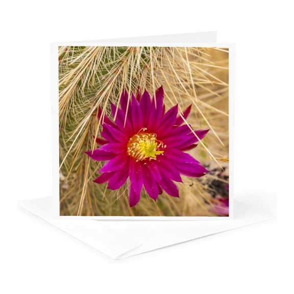 3drose, Anza Borrego Desert State Park, Ca. Blossoming Beavertail Cactus, 1 Greeting Card with Envelope