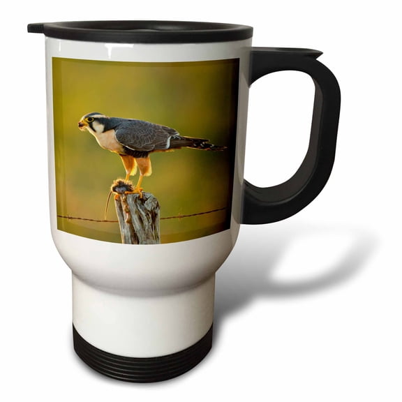 3drose, Aplomado Falcon, Falco Femoralis, Adult Feeding, South Texas, Usa, 14oz Stainless Steel Travel Mug