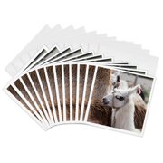 3drose, Argentina, Jujuy, Tilcara, Llama - Sa01 Jri0112 - Jutta Riegel, 12 Greeting Cards with Envelopes
