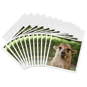 3drose, Argentina, Mendoza, Llama at Club Tapiz - Sa05 Bja0045 - Jaynes Gallery, 12 Greeting Cards with Envelopes